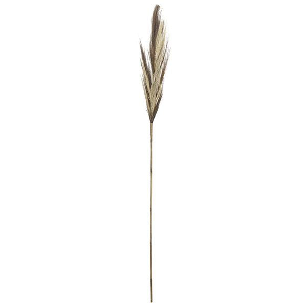 Rama broom grass | Muy Mucho Colombia