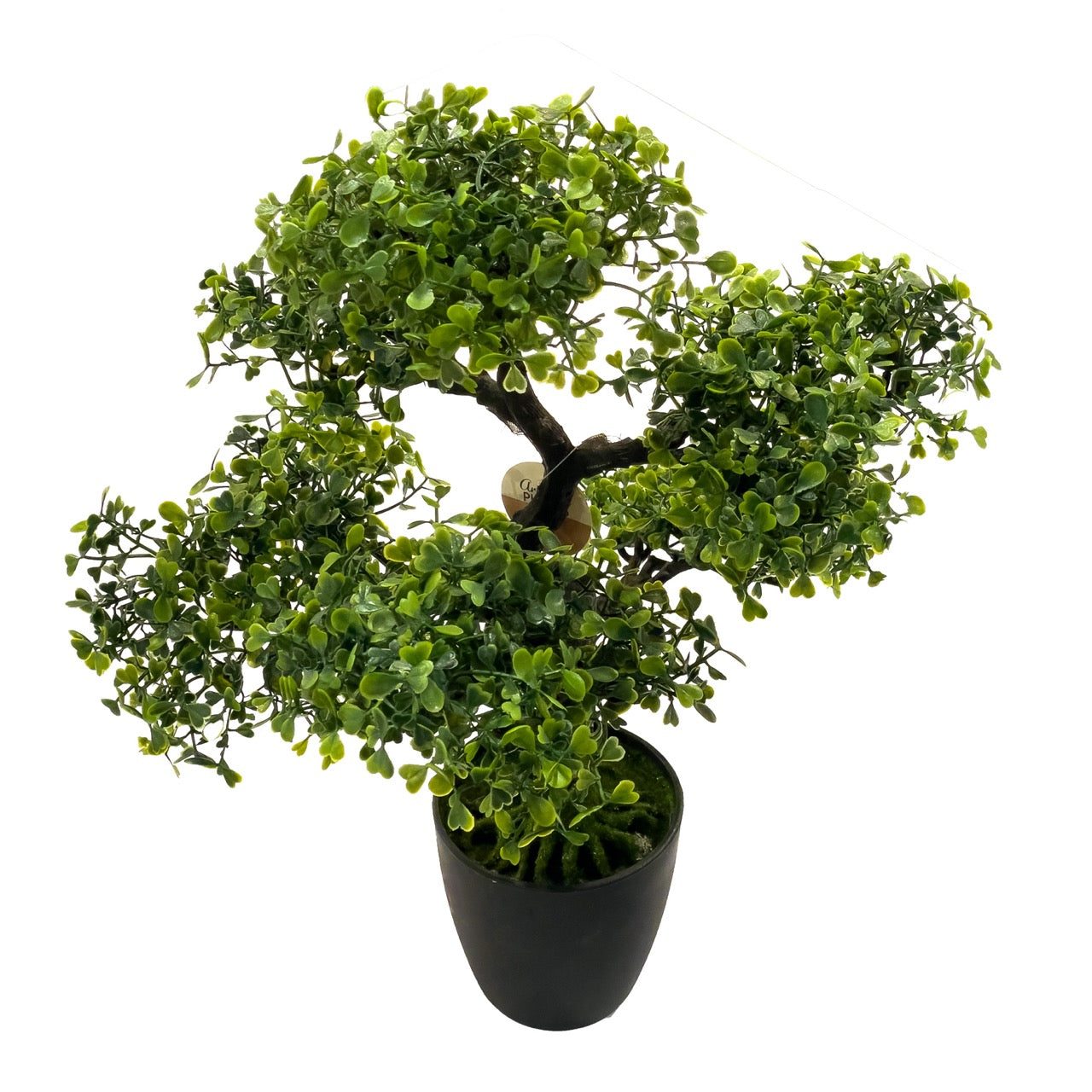 Arbol bonsai con maceta y pasto | Muy Mucho Colombia