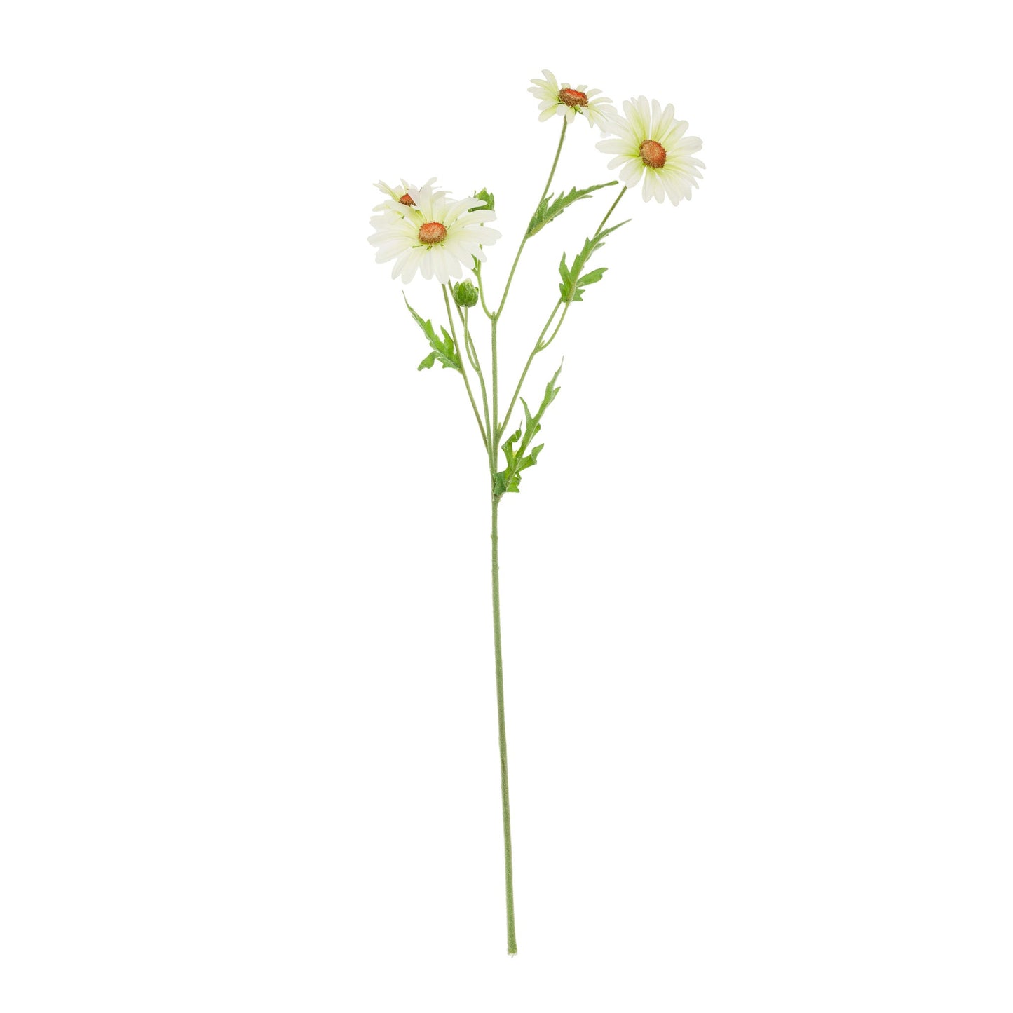 Rama daisy verde | Muy Mucho Colombia