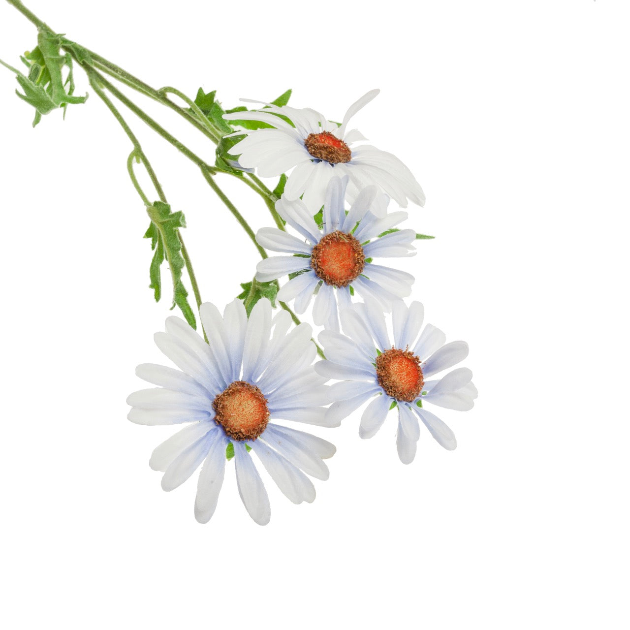 Rama daisy azul | Muy Mucho Colombia