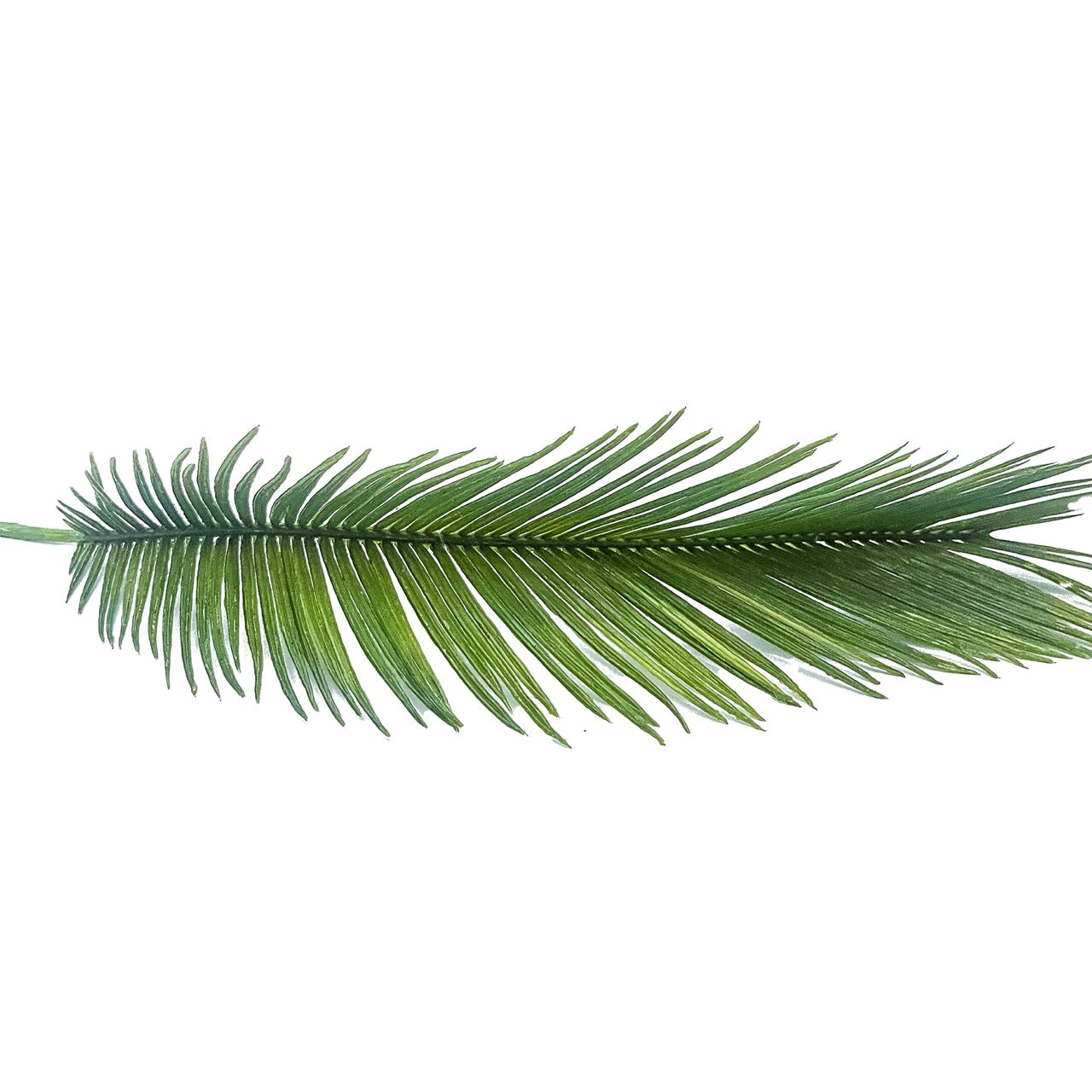 Rama cycas verde | Muy Mucho Colombia