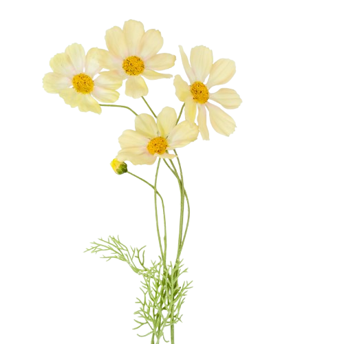 Rama cosmos c | Muy Mucho Colombia