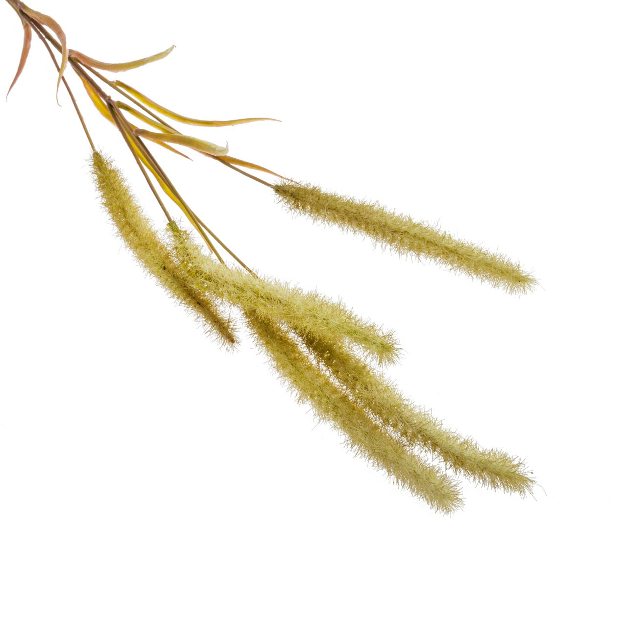 Rama setaria grass verde | Muy Mucho Colombia