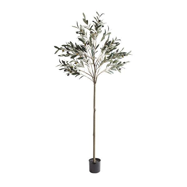 Árbol olivo | Muy Mucho Colombia