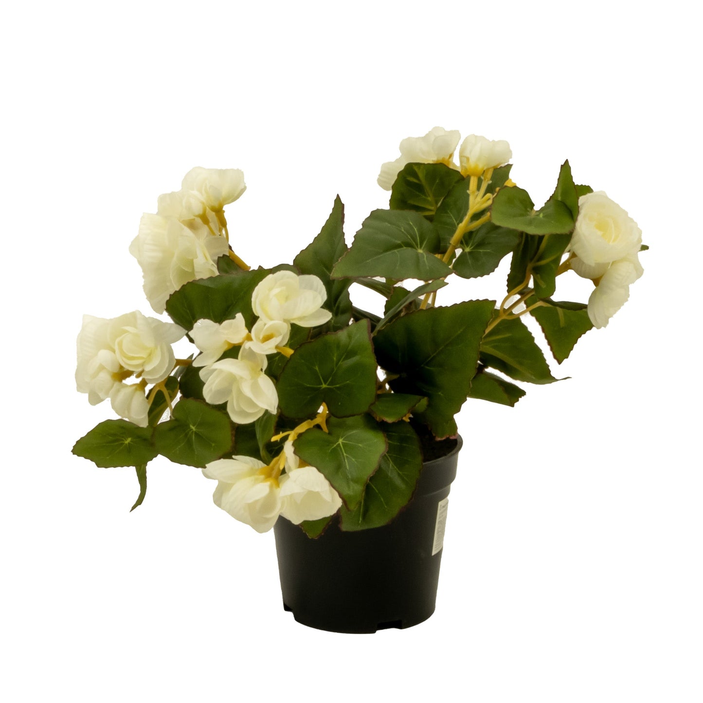 Maceta arbusto begonia | Muy Mucho Colombia