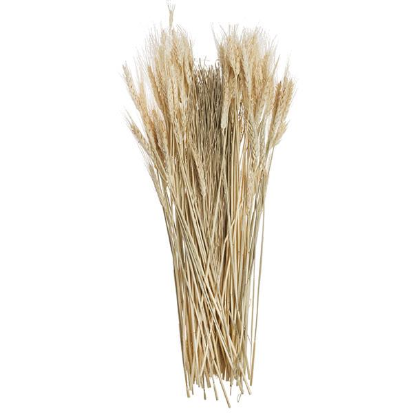 Pack ramas wheat grass natural | Muy Mucho Colombia