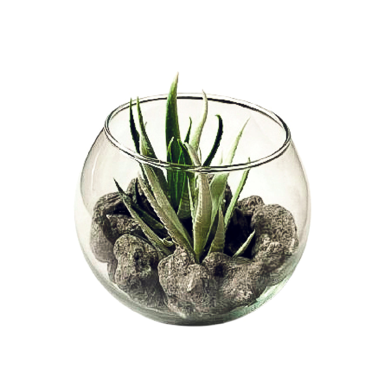 Planta piedras verde | Muy Mucho Colombia