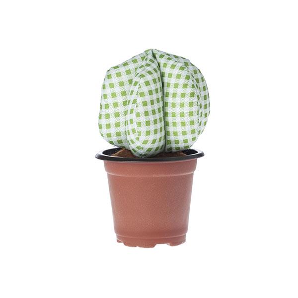 Kit diy cactus | Muy Mucho Colombia
