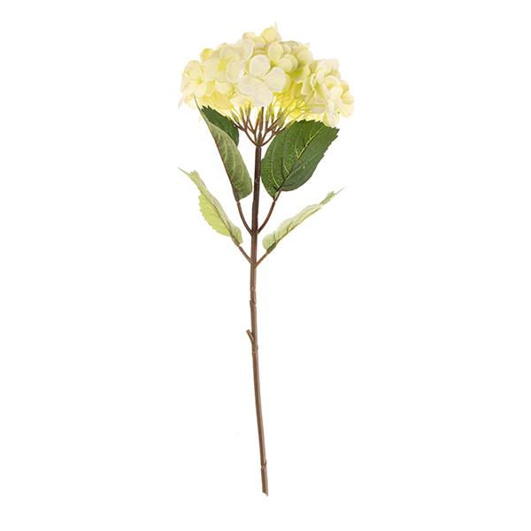 Hortensia crudo | Muy Mucho Colombia