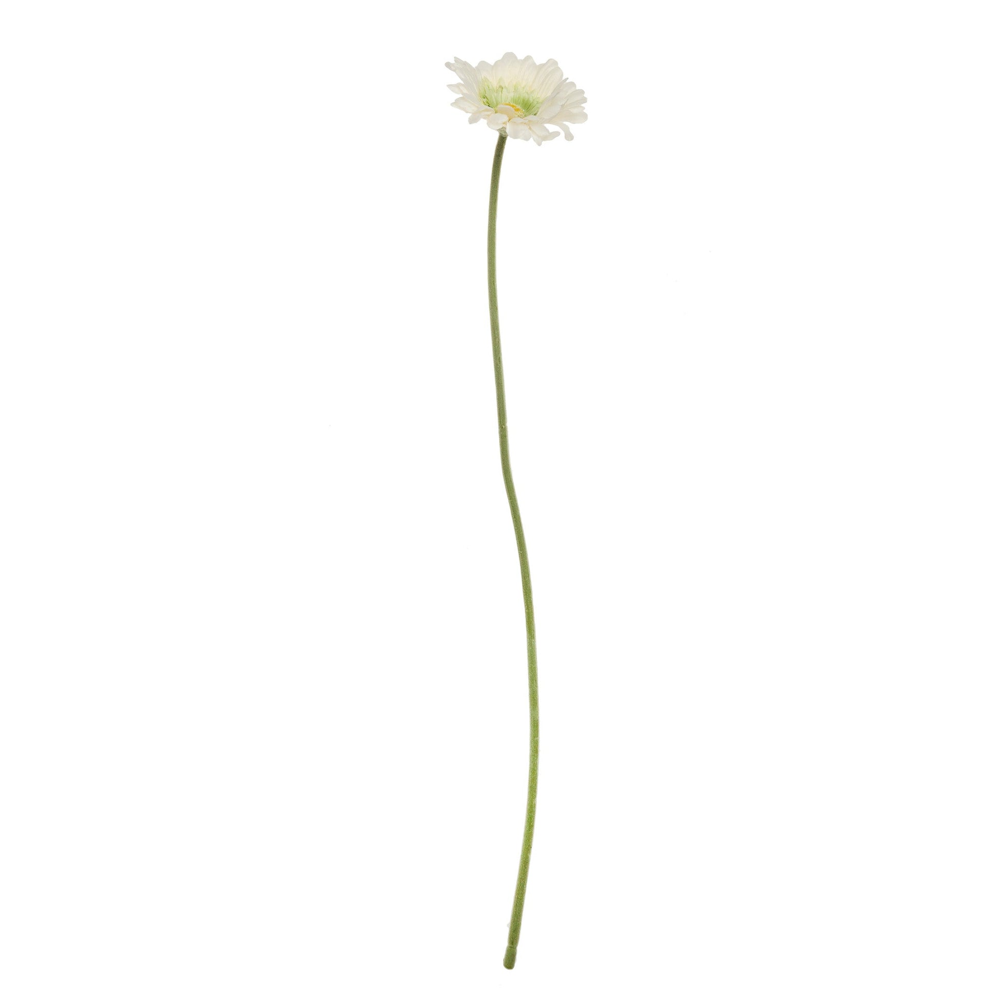 Rama gerbera crudo | Muy Mucho Colombia