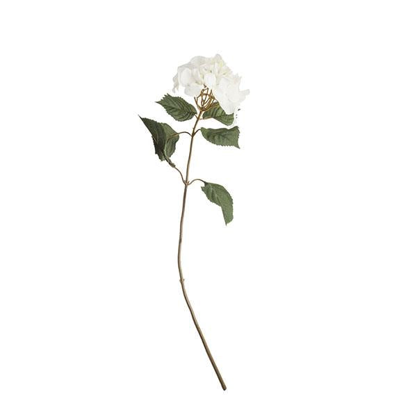 Rama hortensia crudo | Muy Mucho Colombia