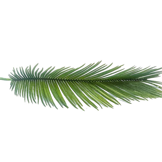 Rama cycas verde | Muy Mucho Colombia
