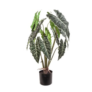 Planta syngonium verde | Muy Mucho Colombia