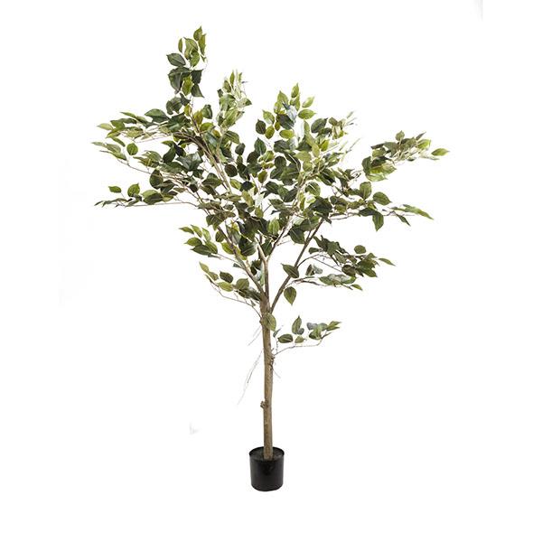 Arbol ficus | Muy Mucho Colombia