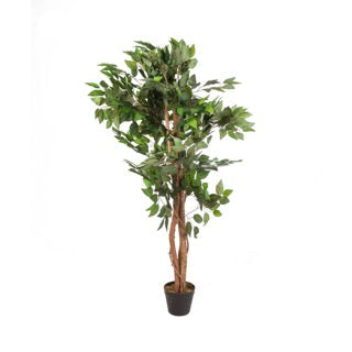 Árbol ficus verde | Muy Mucho Colombia