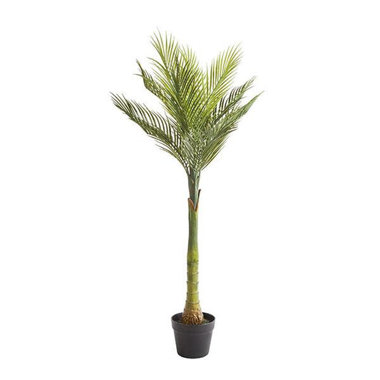 Planta palm con maceta | Muy Mucho Colombia