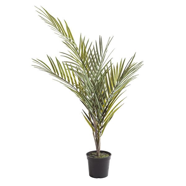 Planta palm bambú | Muy Mucho Colombia