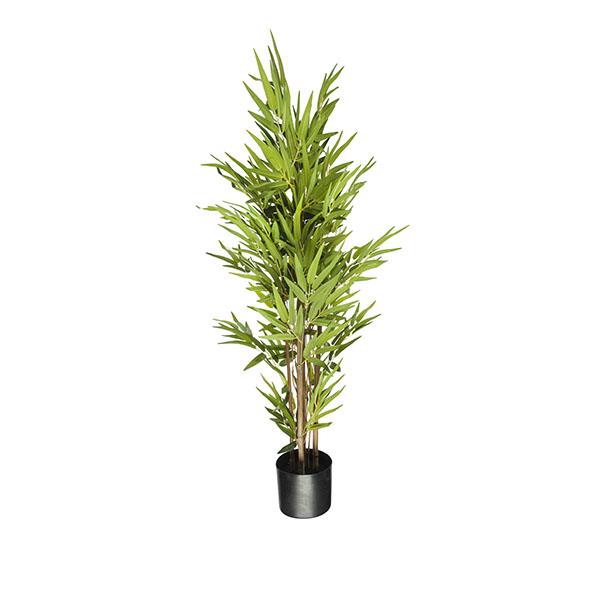 Arbol bambú | Muy Mucho Colombia
