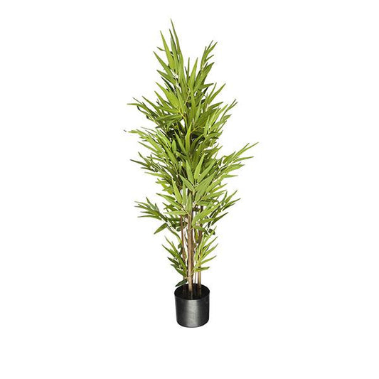 Arbol bambú | Muy Mucho Colombia